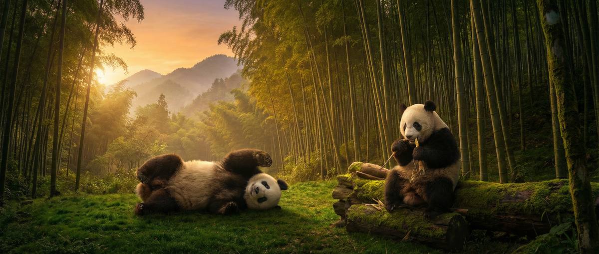 寻欢竹林熊猫视频