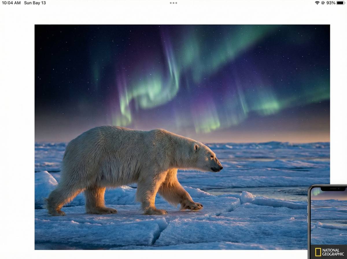 寻欢北极熊视频